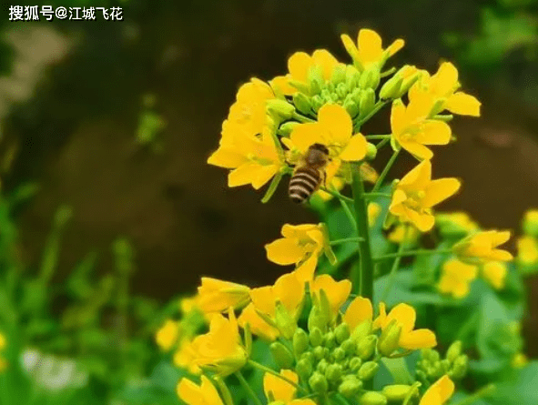 锤子手机:做个锤子的手机