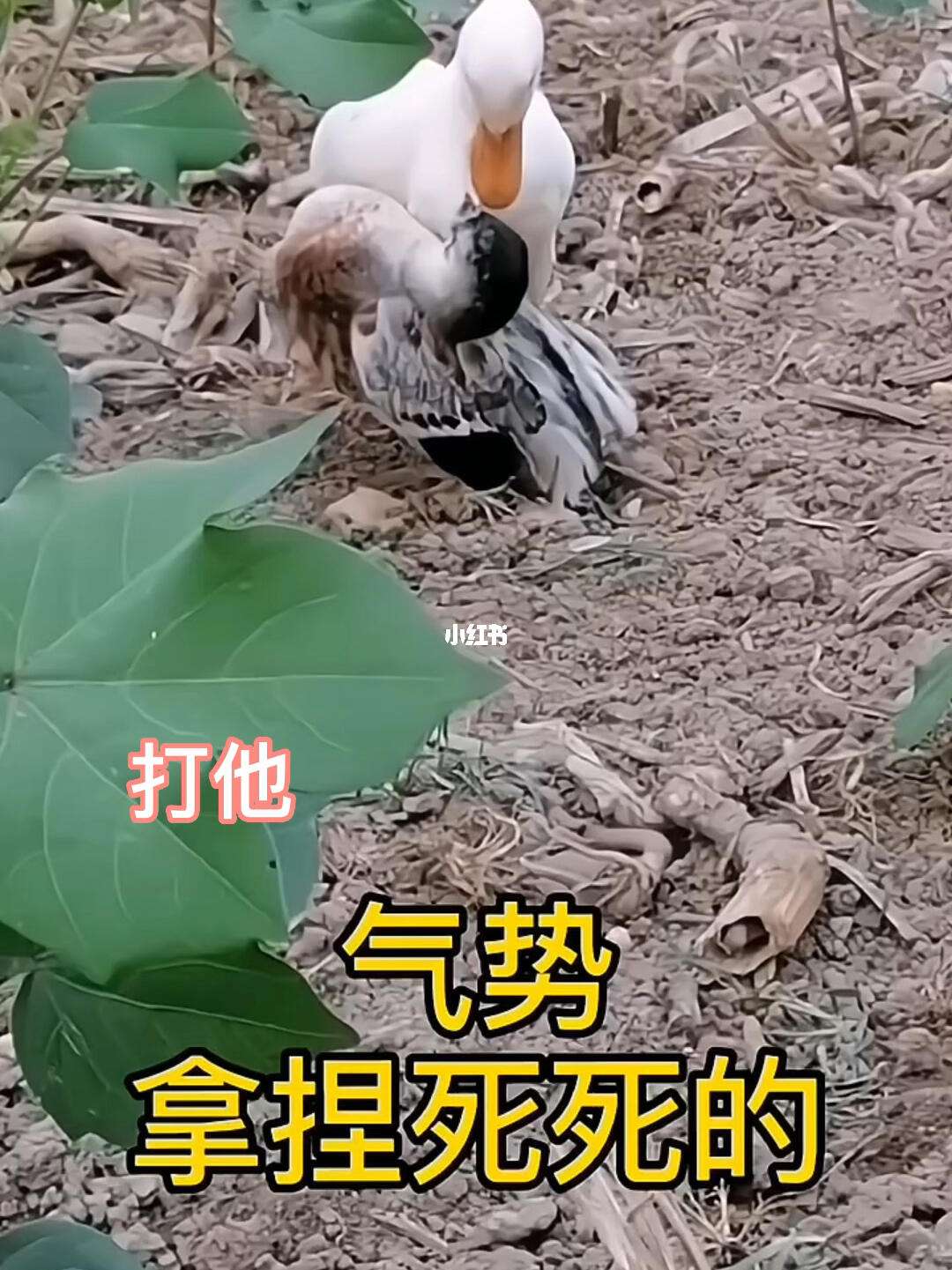 动物干架苹果版破解版爱思助手苹果版app下载-第2张图片-太平洋在线下载