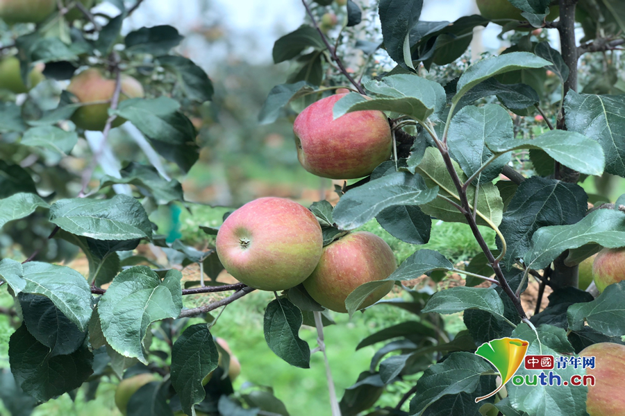 江西精准脱贫苹果版(精准脱贫app下载二维码)-第6张图片-有道翻译官网 江西精准脱贫苹果版(精准脱贫app下载二维码)-第6张图片-有道翻译官网