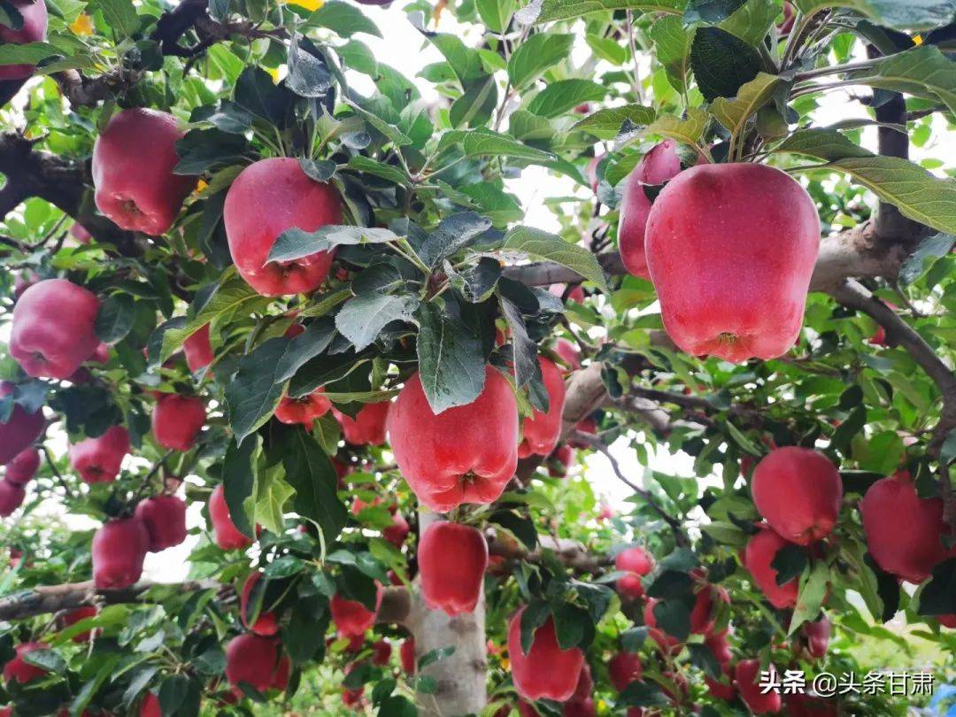 江西精准脱贫苹果版(精准脱贫app下载二维码)-第15张图片-有道翻译官网 江西精准脱贫苹果版(精准脱贫app下载二维码)-第15张图片-有道翻译官网