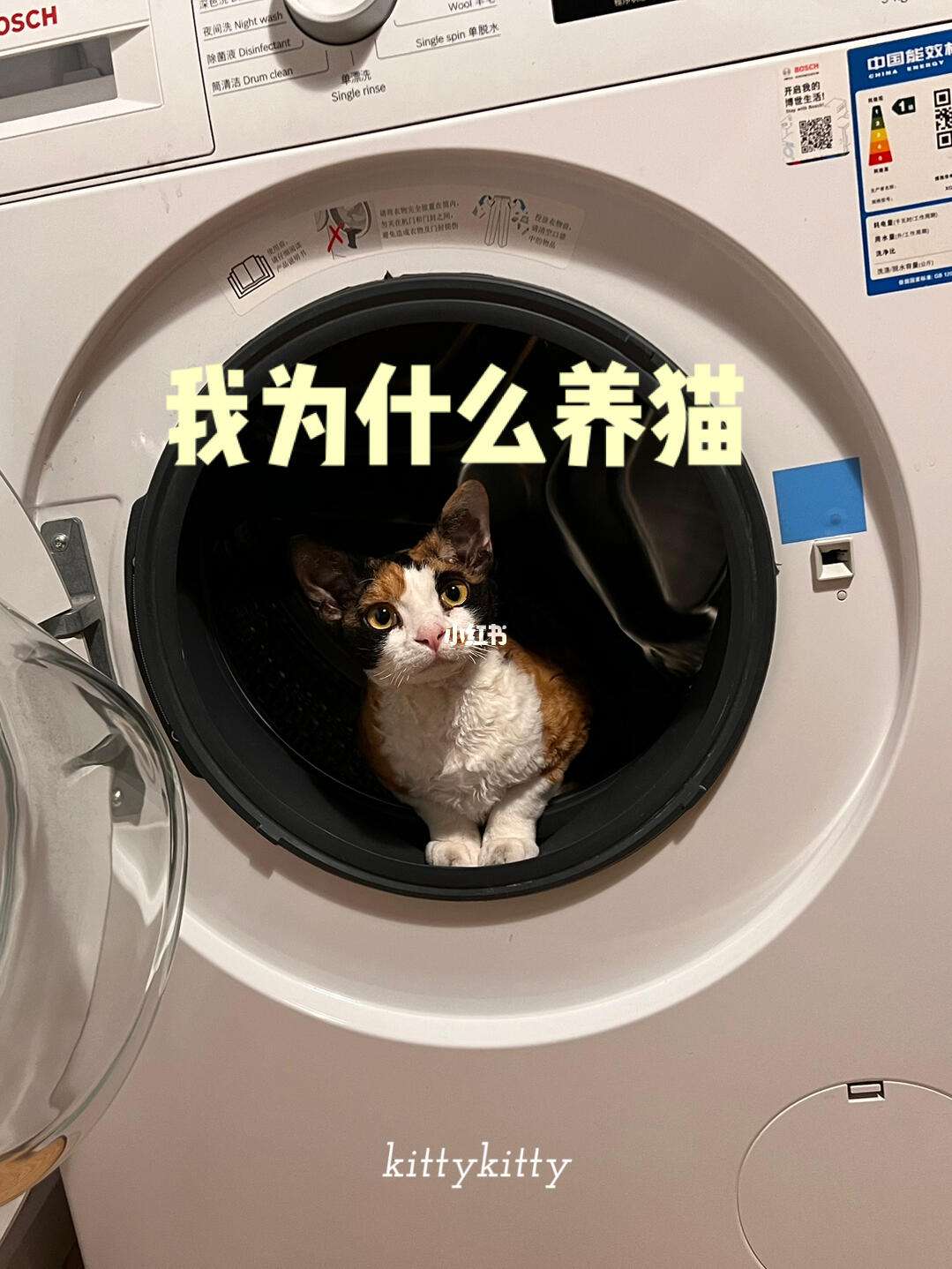 猫咪成人苹果版下载(猫咪ios app下载)-第9张图片-有道翻译官网